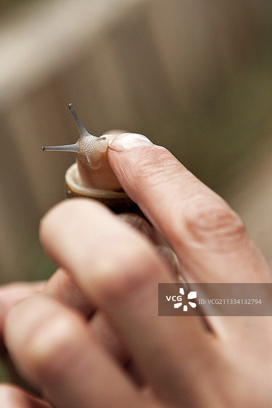 法国棕色蜗牛畜牧图片素材