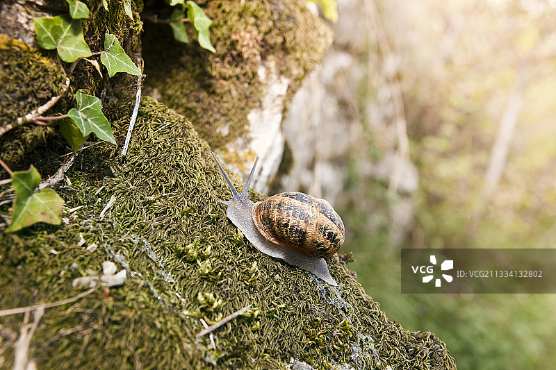 在苔藓上爬行的棕色花园蜗牛 - 法国图片素材