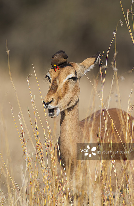 克鲁格国家公园的黑斑羚与红嘴牛椋鸟图片素材