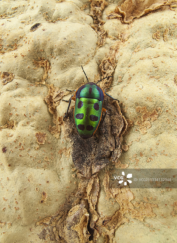 克鲁格南非热病树上的彩虹盾虫图片素材