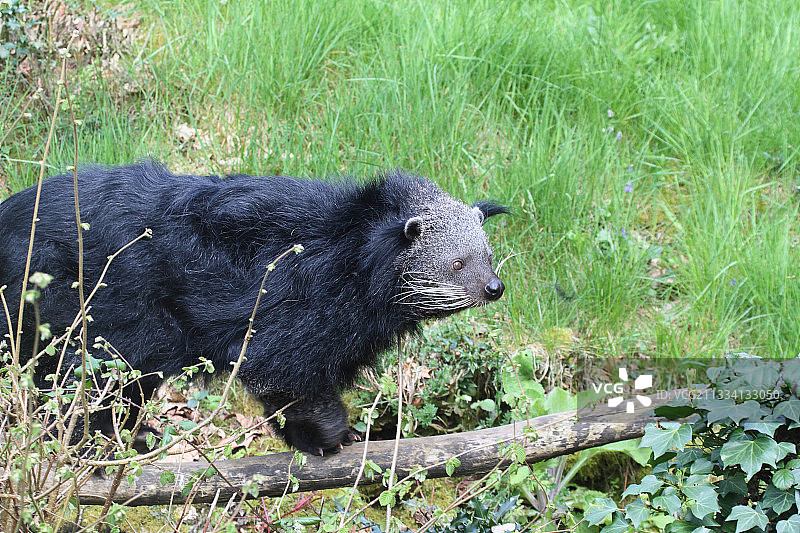 树枝上的熊狸图片素材