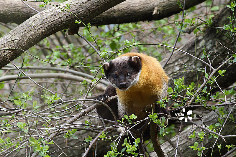 树枝上的黄喉貂图片素材