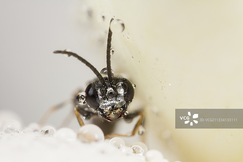 法国玫瑰上的食蛛黄蜂图片素材