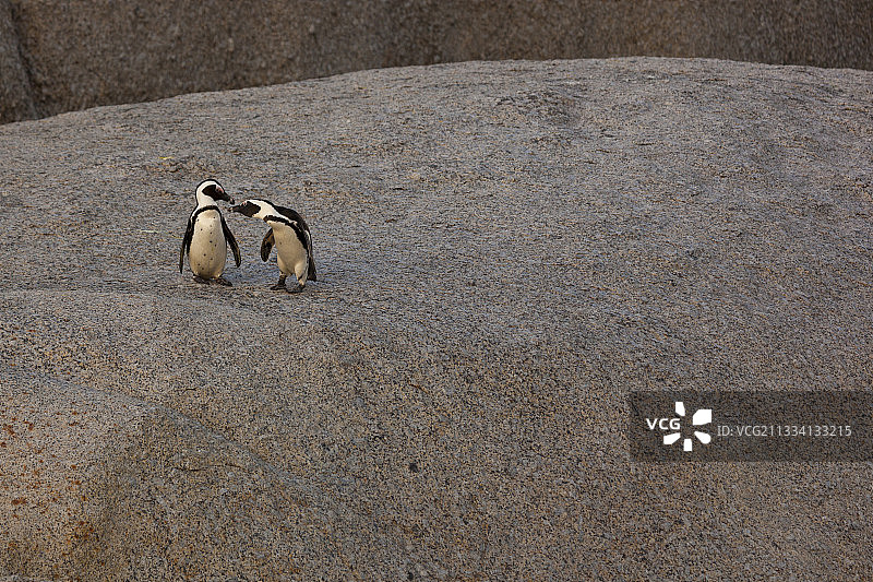 南非巨石滩岩石上的非洲企鹅图片素材