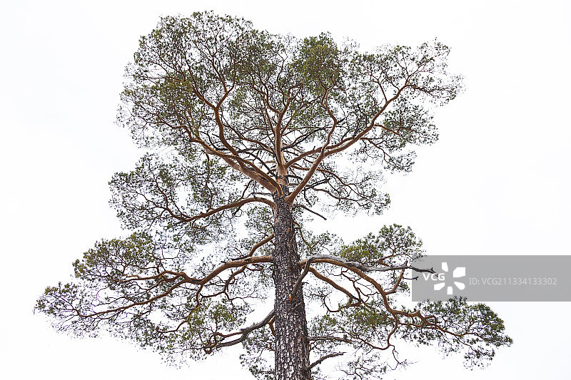 西班牙昆卡山脉的苏格兰松树图片素材