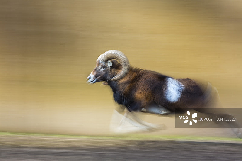 摩弗伦羊奔跑 - 西班牙图片素材