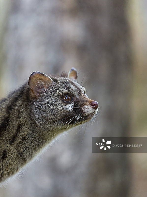 小斑点麝猫肖像 - 西班牙图片素材