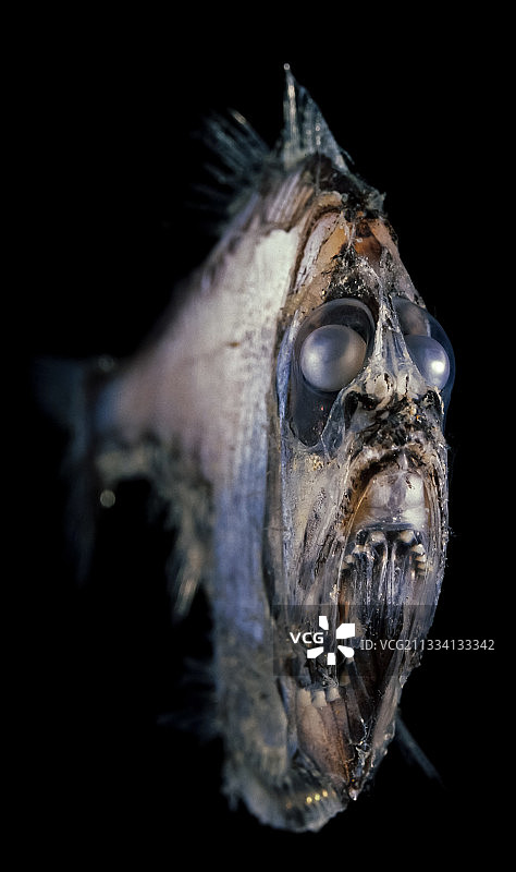 可爱的斧头鱼 - 葡萄牙 - 合成图像图片素材