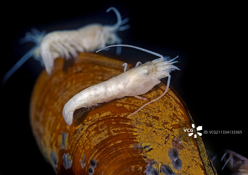 水深1600~3600米，取自大西洋中脊并保存在水族馆中图片素材