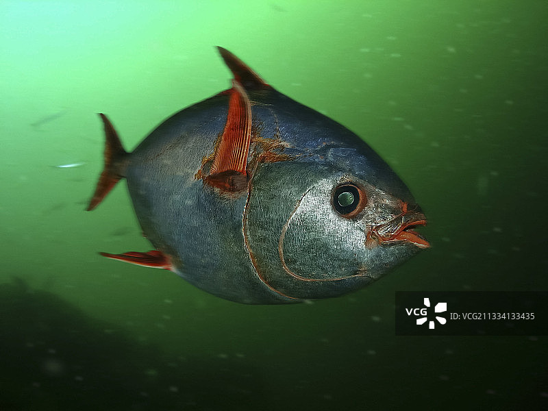 南方月鱼 - 新西兰图片素材