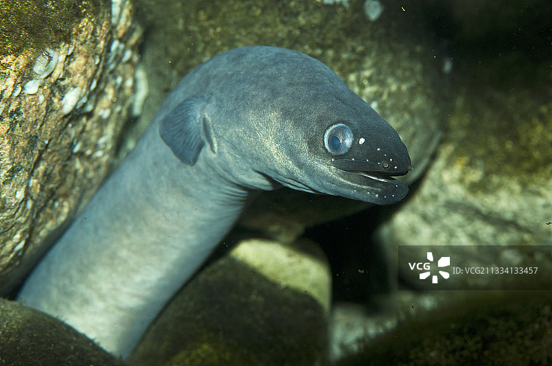 欧洲鳗鱼肖像 - 丹麦卡特加特中心图片素材