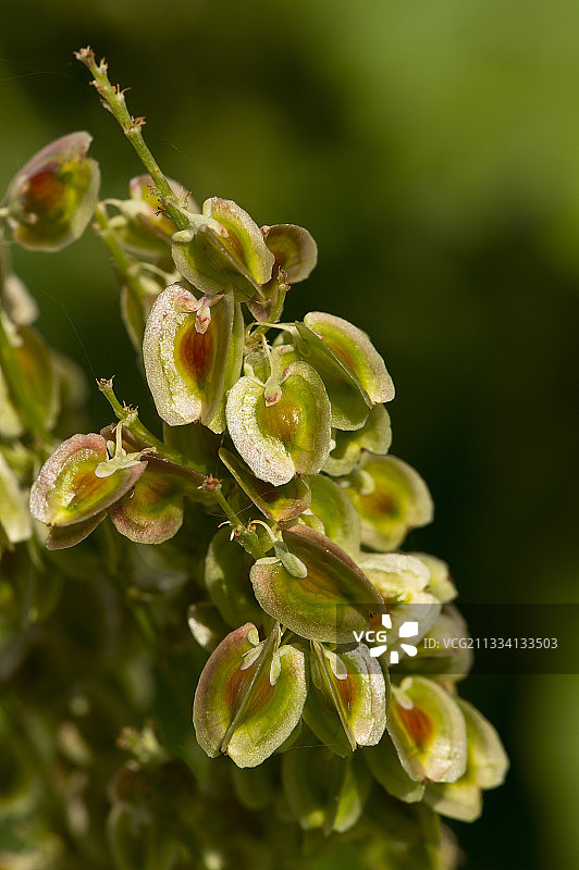 丹麦大黄种子图片素材