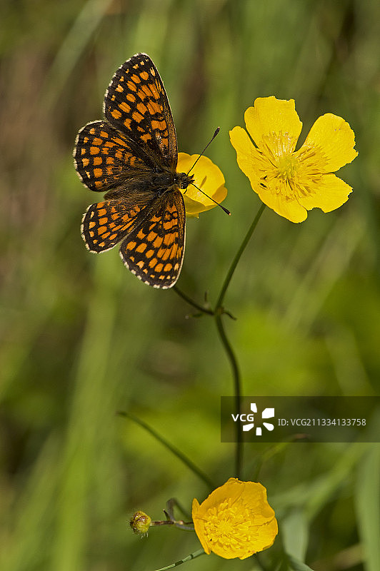 花朵上的荨麻疹蛱蝶 - 瑞典图片素材