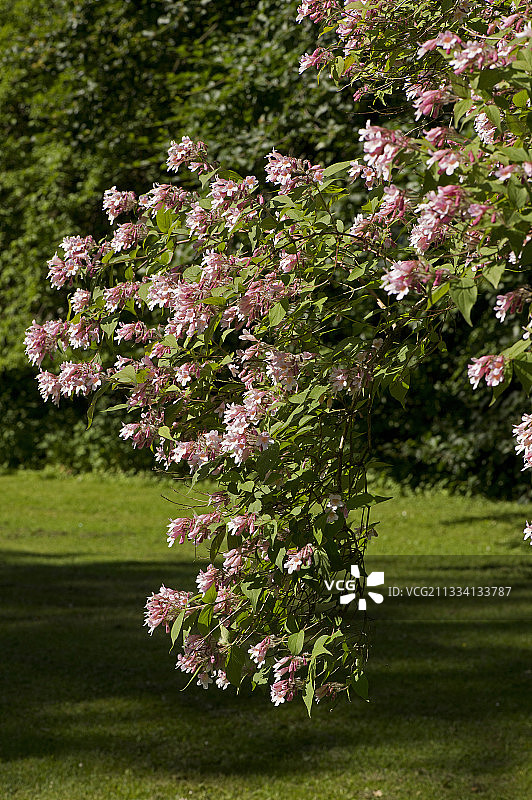 灌木花卉 - 丹麦图片素材