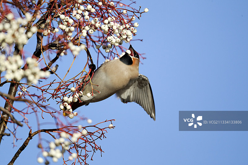 太平鸟在罗文浆果上，英国西米德兰兹郡图片素材