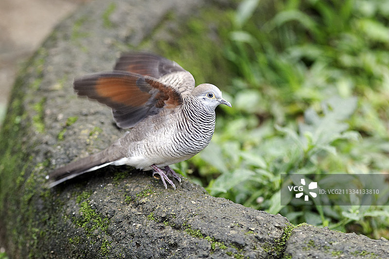 印度尼西亚的斑马鸠伸展图片素材