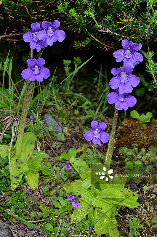 栖息地：源头，沼泽草原图片素材