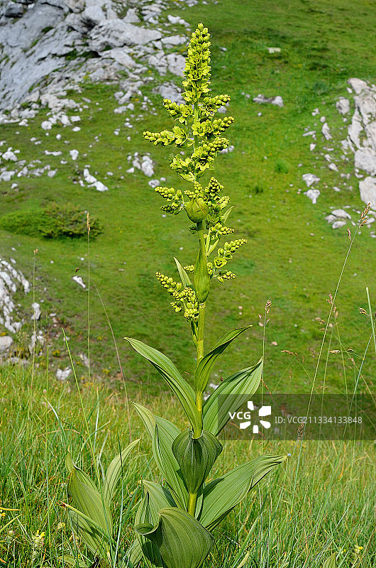 栖息地：亚高山和山地潮湿草坪图片素材