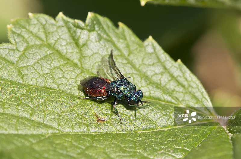 叶子上的布谷鸟黄蜂 - 丹麦图片素材