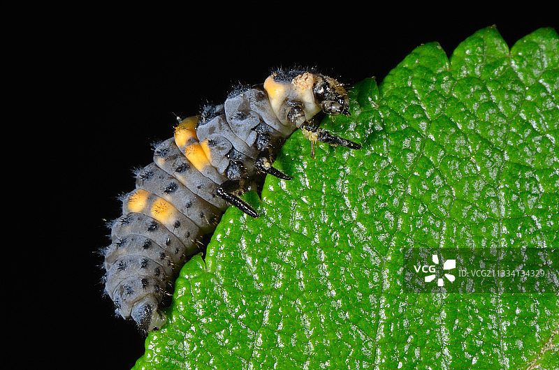 叶子上的7点瓢虫幼虫 - 法国图片素材