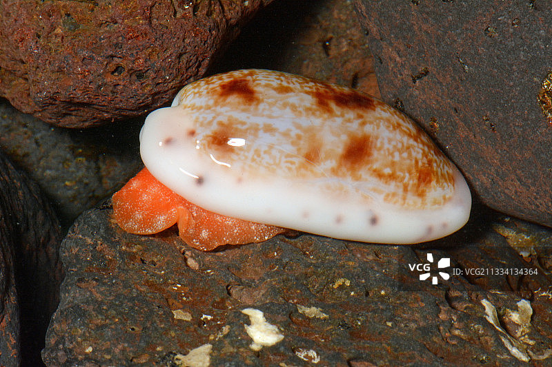 逐渐变细的宝螺 - 法属波利尼西亚塔希提岛图片素材