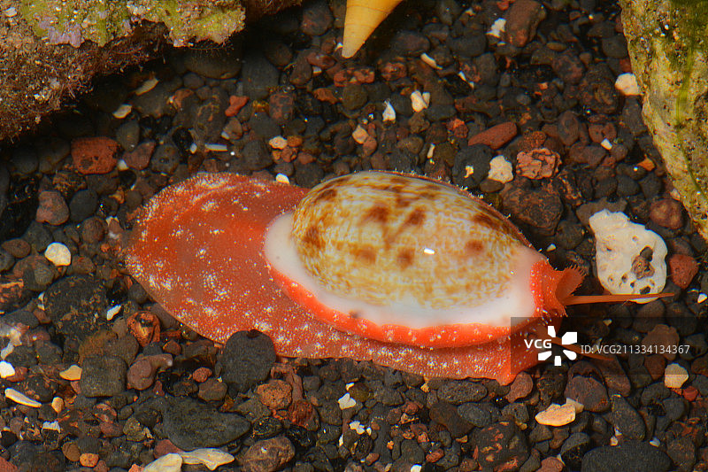 逐渐变细的宝螺 - 法属波利尼西亚塔希提岛图片素材