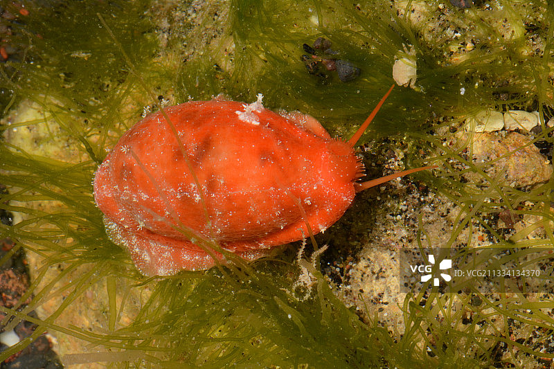 逐渐变细的宝螺 - 法属波利尼西亚塔希提岛图片素材