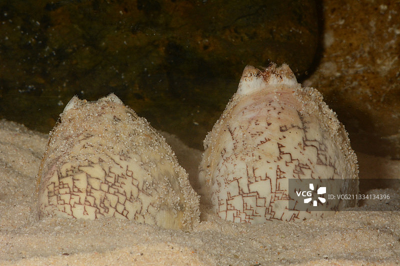 新喀里多尼亚沙滩上的维纳斯营地图片素材