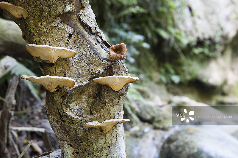 树干上的蘑菇 - 瓦努阿图埃法特岛图片素材