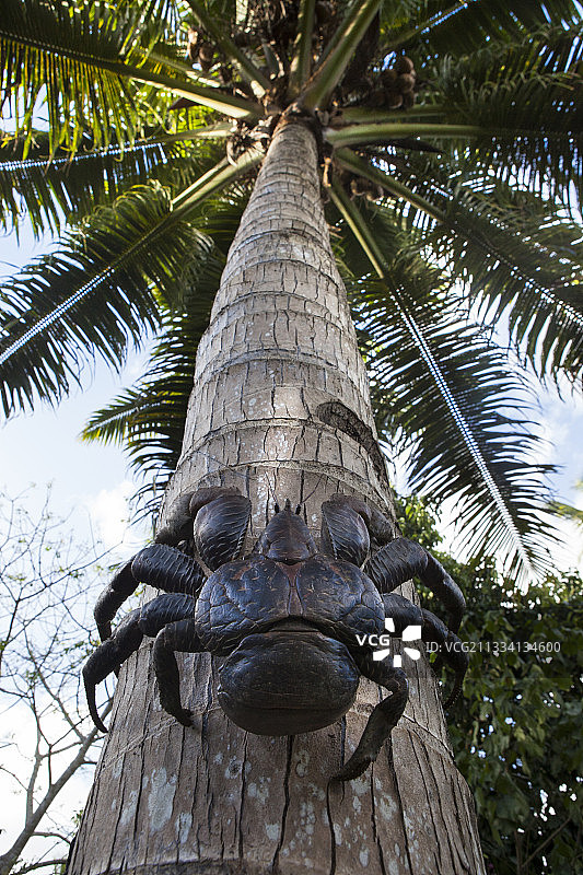 攀爬的椰子蟹 - 瓦努阿图埃法特岛图片素材