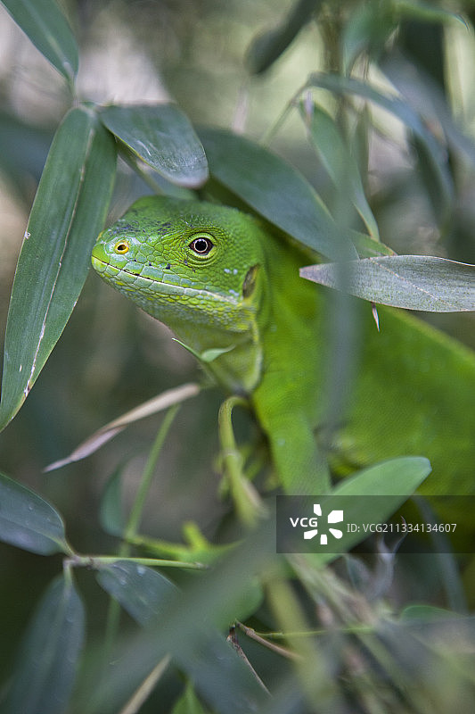 斐济带状鬣蜥—瓦努阿图埃法特岛图片素材