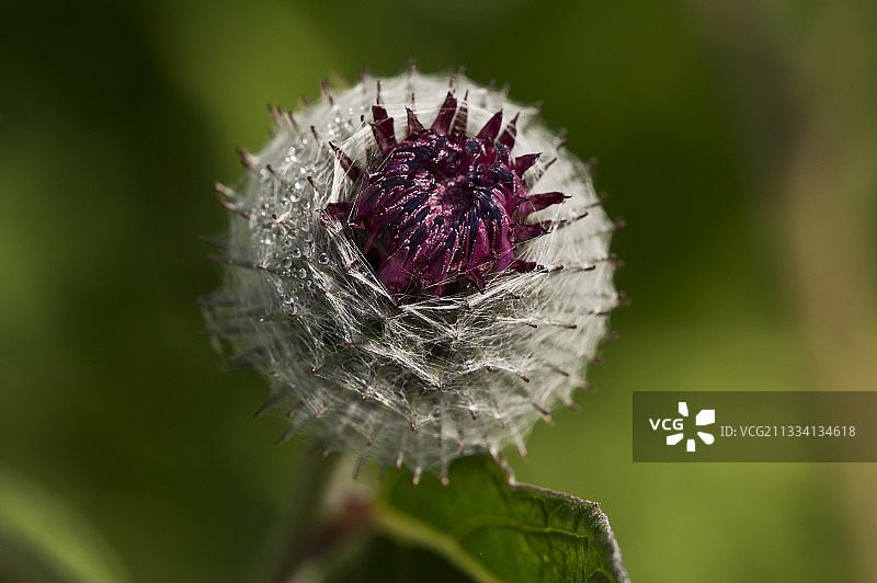 牛蒡花苞 - 丹麦图片素材