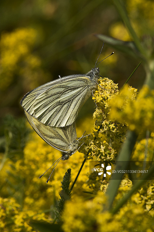 脉纹白粉蝶在茜草花上交配 - 丹麦图片素材