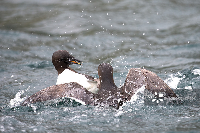 楚科奇海图片素材