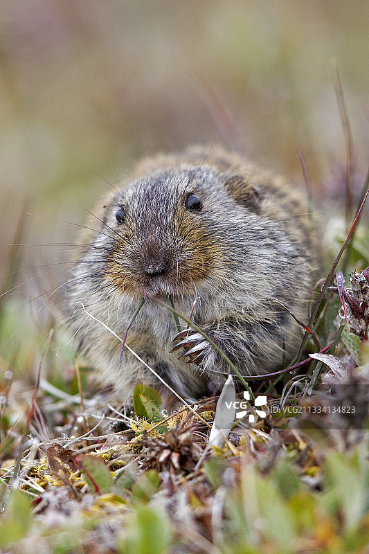 棕色旅鼠在苔原上进食——俄罗斯楚科奇图片素材