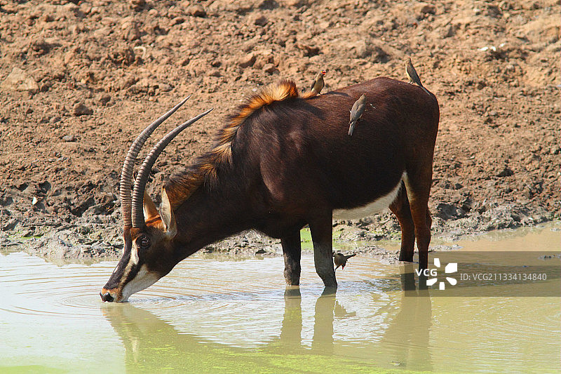在水坑边的黑貂羚羊-南非克鲁格图片素材