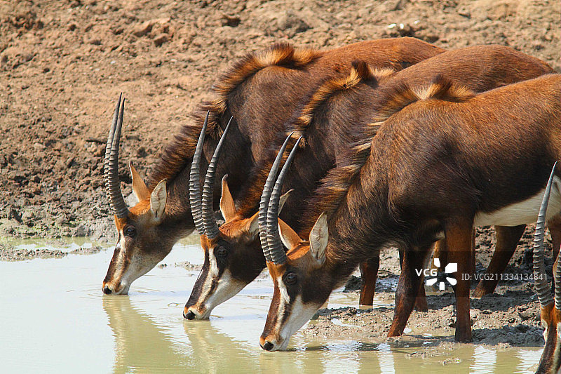 克鲁格南非水塘边的黑貂羚羊图片素材