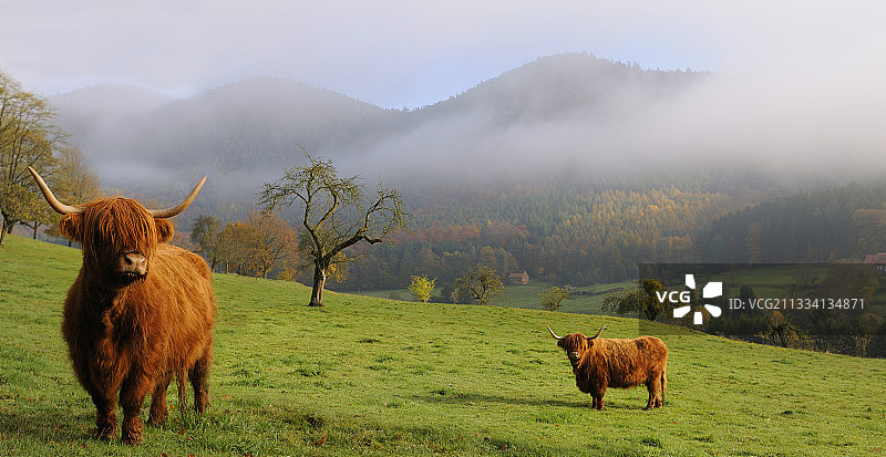 苏格兰高地牛 - 北孚日山区自然公园，法国图片素材