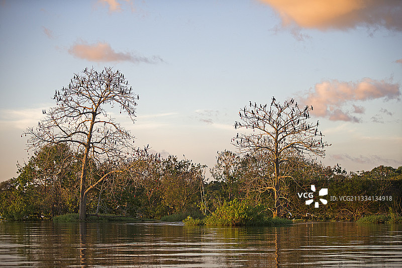 内格罗河亚马逊流域被洪水淹没的森林图片素材