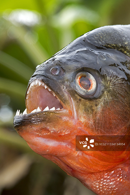 巴西亚马逊内格罗河的红色食人鱼肖像图片素材