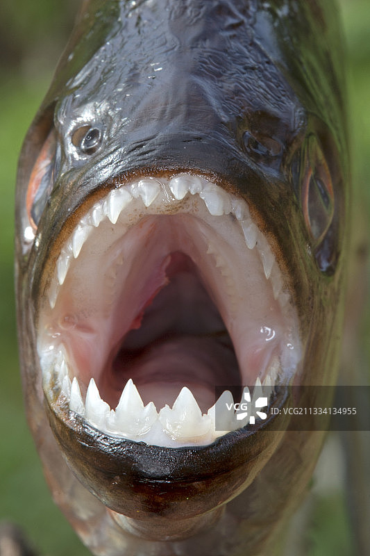 黑食人鱼肖像 - 巴西亚马逊内格罗河图片素材