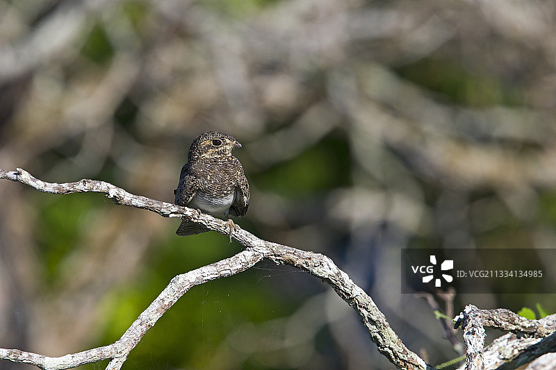 树枝上的普通夜鹰，巴西亚马逊图片素材