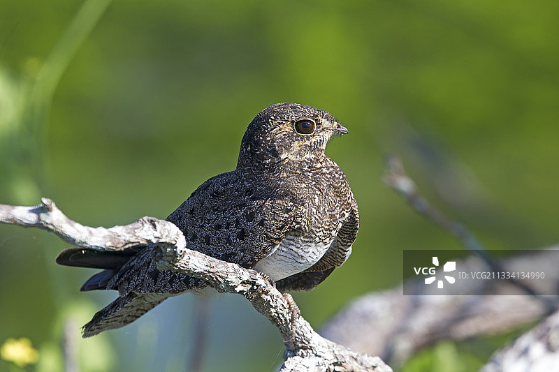 树枝上的普通夜鹰，巴西亚马逊图片素材