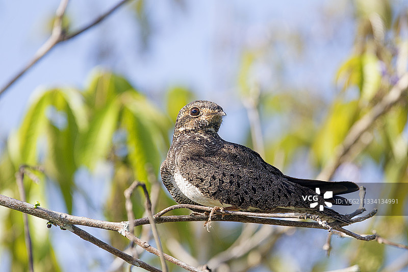 树枝上的普通夜鹰，巴西亚马逊图片素材