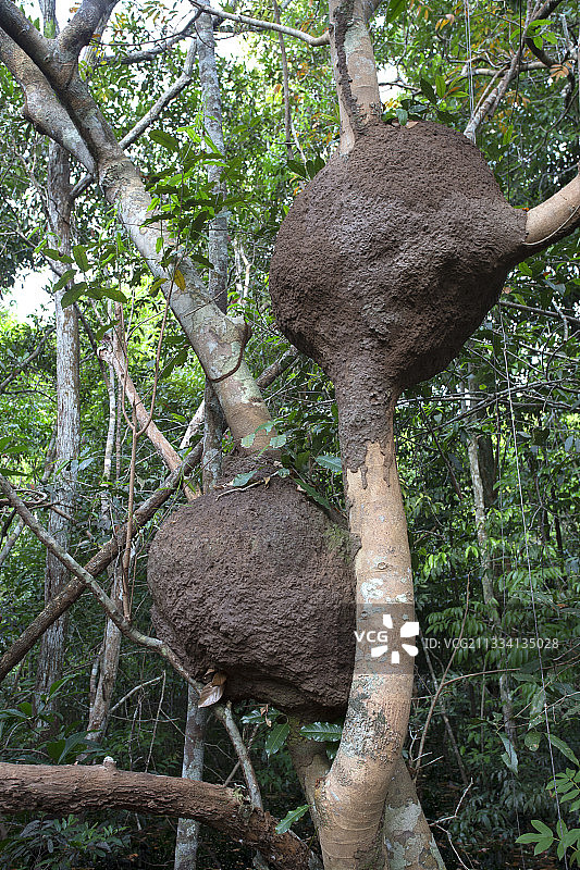 巴西亚马逊内格罗河洪水森林中的白蚁图片素材