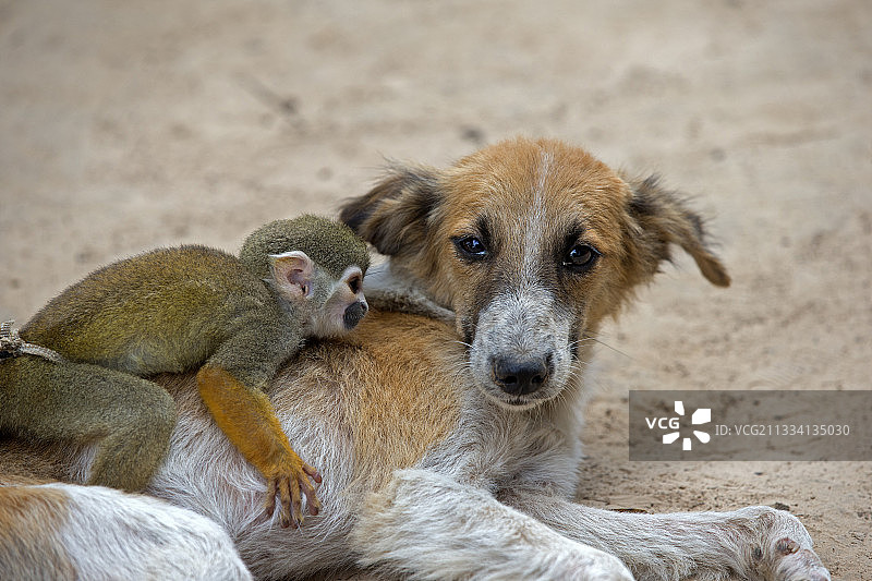 松鼠猴与狗 - 巴西亚马逊图片素材