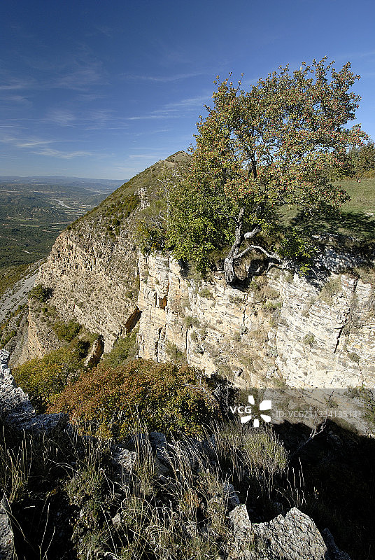 法国库松山上的常见白梁图片素材