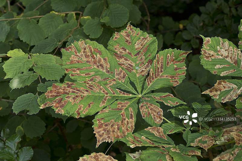 七叶树潜叶蛾——丹麦图片素材