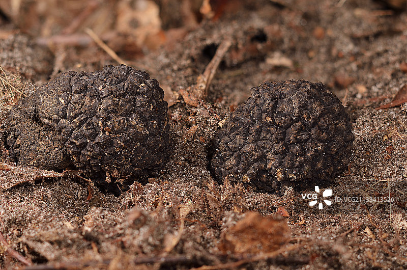 夏季松露 - 法国尚蒂伊森林图片素材