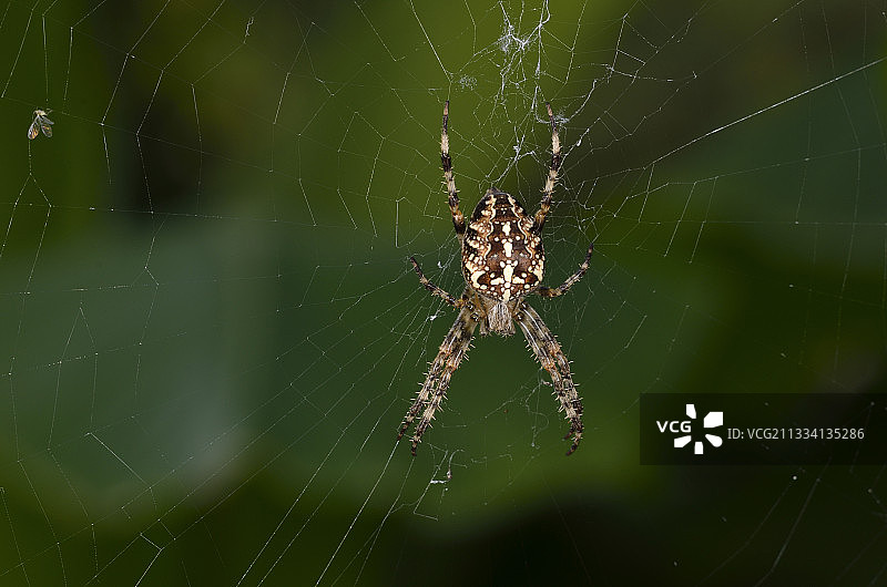 在网上结网的欧洲花园蜘蛛——法国图片素材